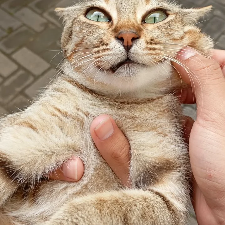 Care Taker